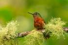 Ecuador-Guango. Chestnut-breasted coronet hummingbird close-up. Art Print